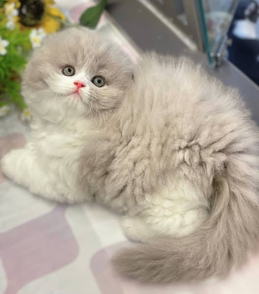 Scottish Fold Longhair