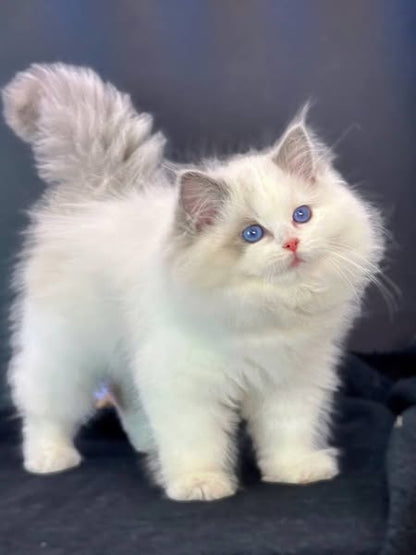 Ragdoll