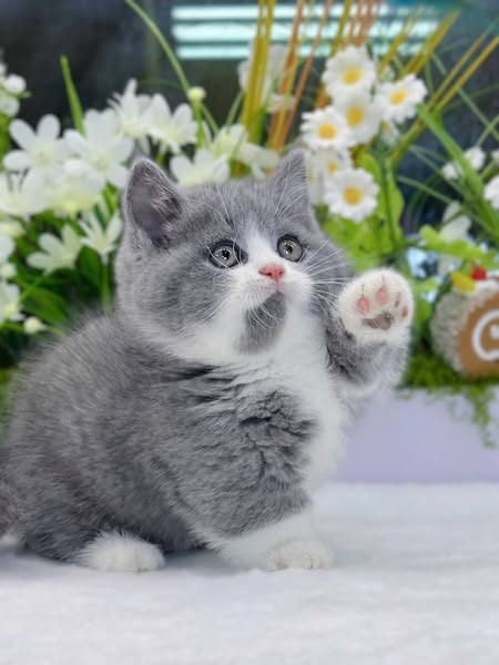 Munchkin