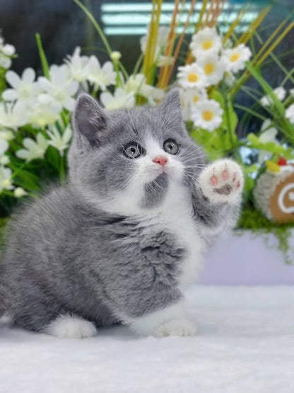 Munchkin