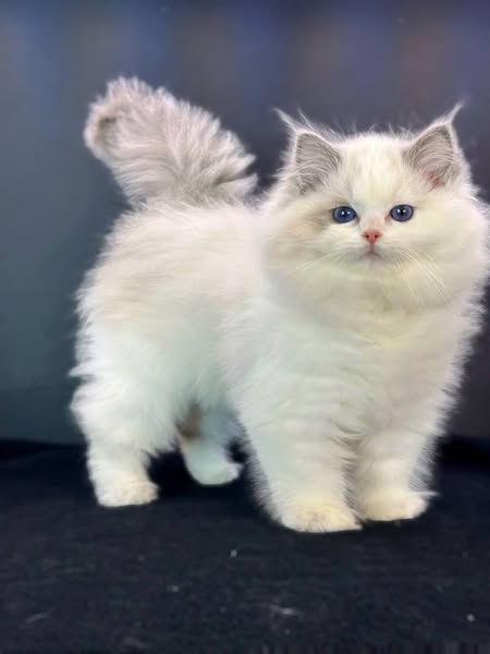 Ragdoll
