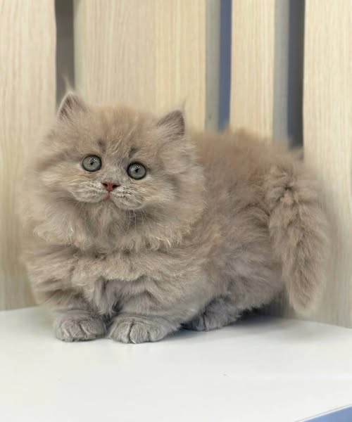 Munchkin Longhair