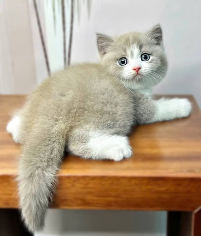 British Shorthair