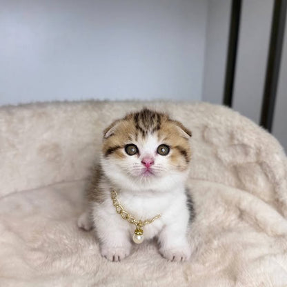 Munchkin Fold