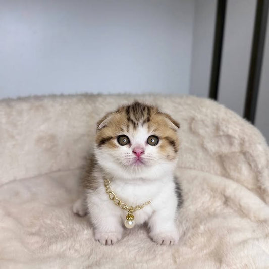 Munchkin Fold