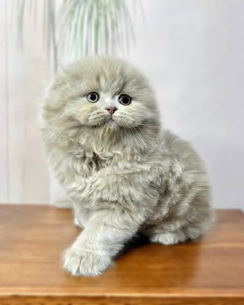 Scottish Fold Longhair