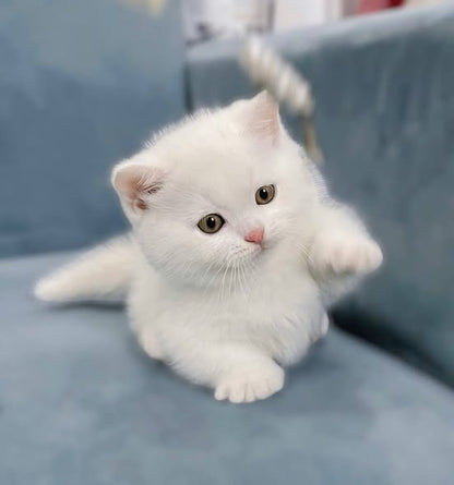 Munchkin