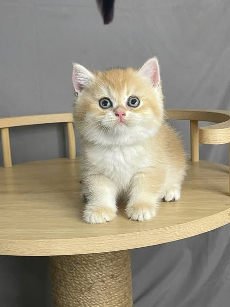 British Shorthair