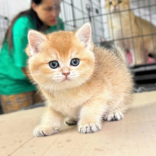 British Shorthair