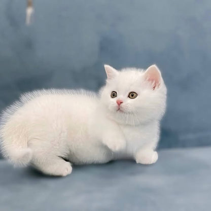 Munchkin