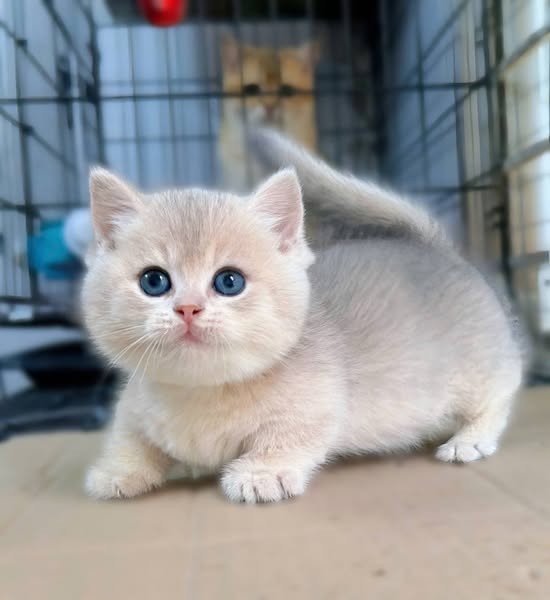 Munchkin