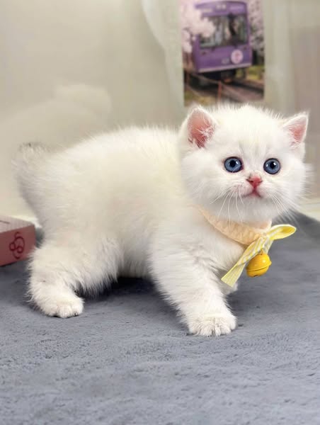 British Shorthair