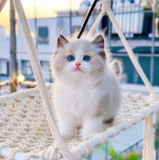 Ragdoll