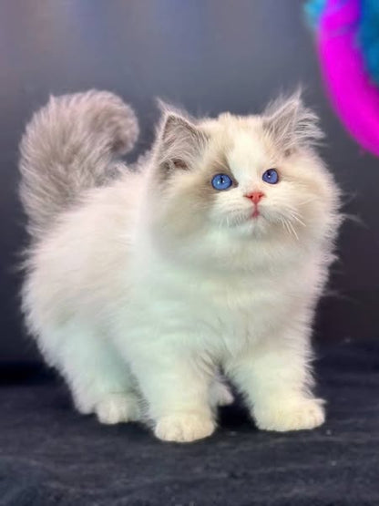 Ragdoll