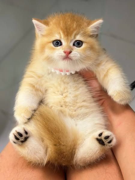 British Shorthair