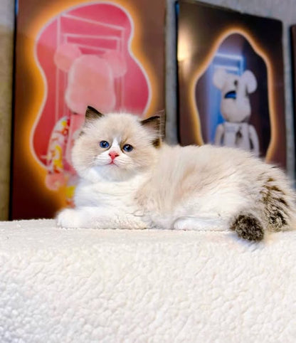 Ragdoll