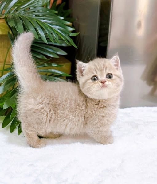 Munchkin Fold