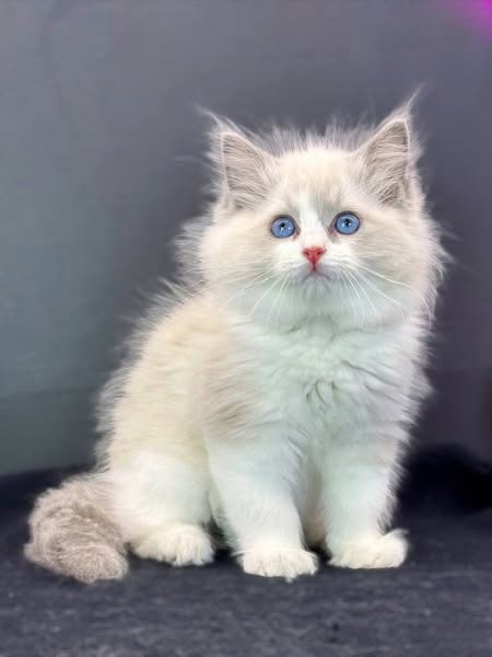 Ragdoll