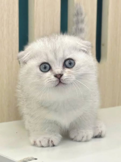 Munchkin Fold