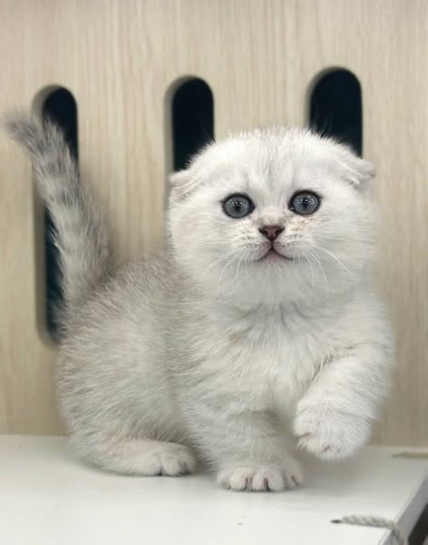 Munchkin Fold