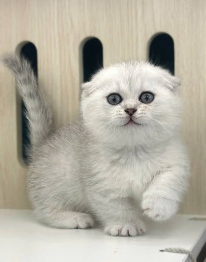 Munchkin Fold