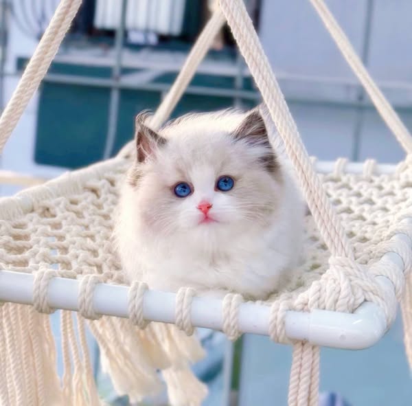 Ragdoll