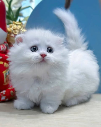 Munchkin Fold Longhair
