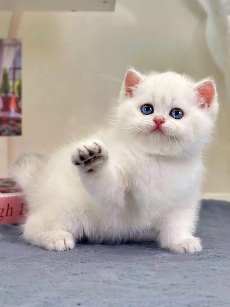 British Shorthair