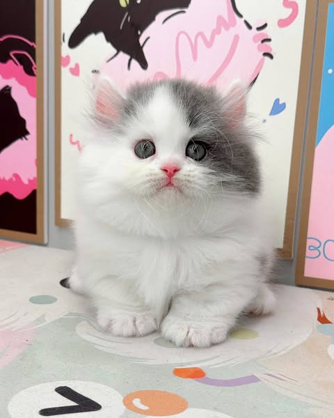 Munchkin Longhair