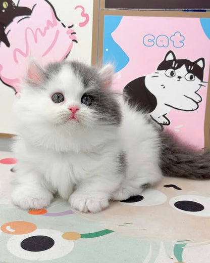 Munchkin Longhair