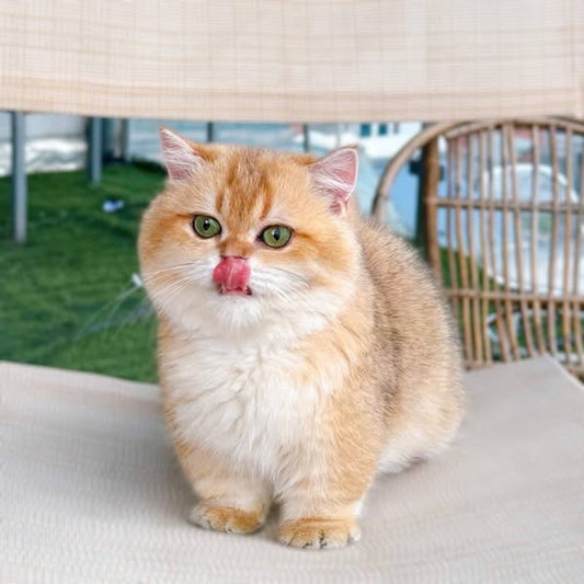 Munchkin