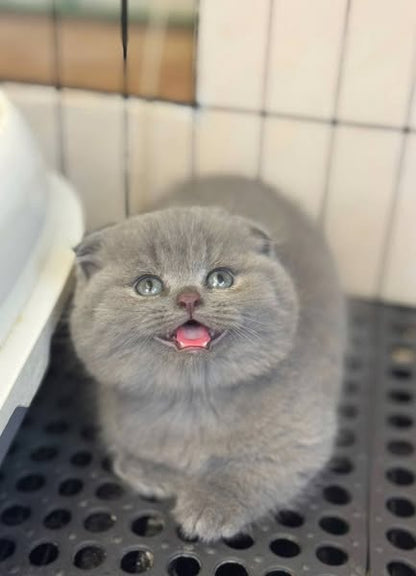Munchkin Fold
