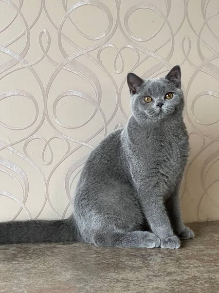 British Shorthair