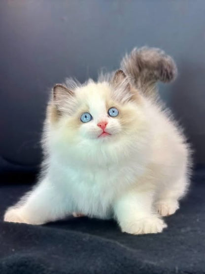 Ragdoll