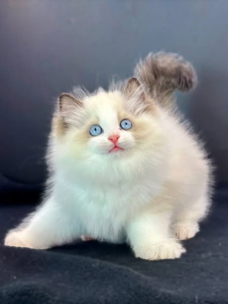 Ragdoll