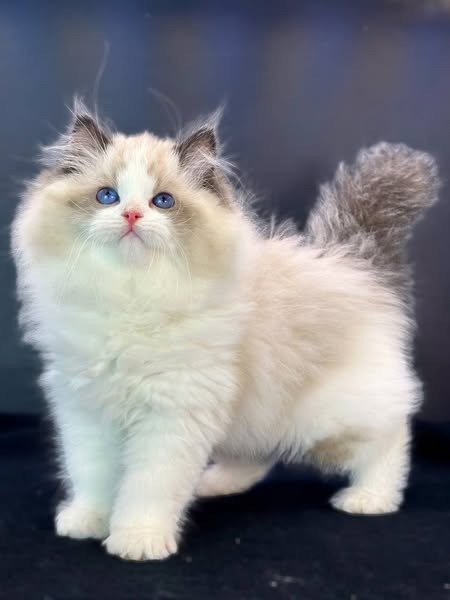 Ragdoll
