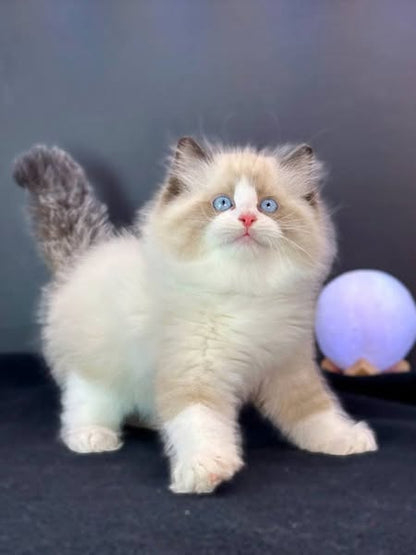 Ragdoll