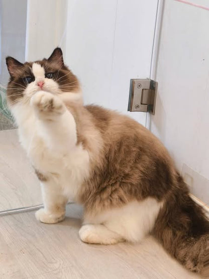 Ragdoll