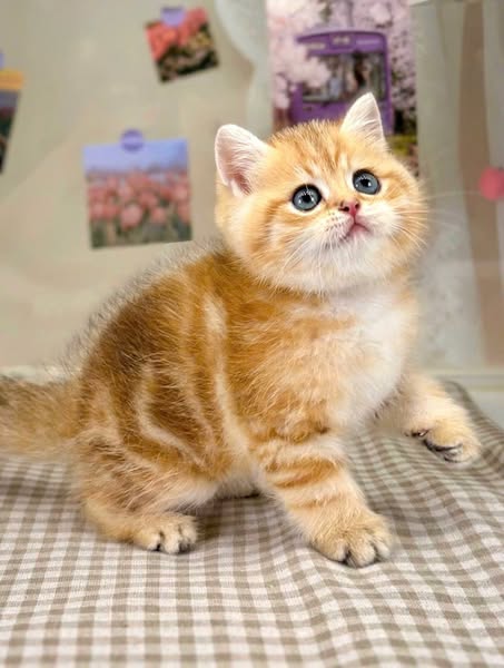 British Shorthair