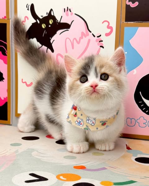 Munchkin