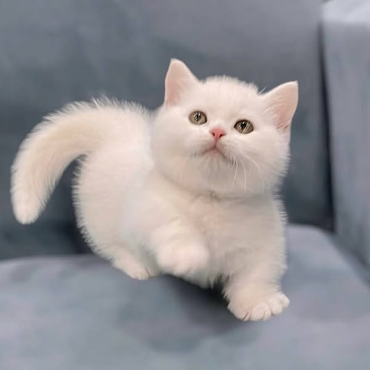 Munchkin