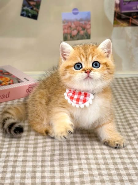 British Shorthair