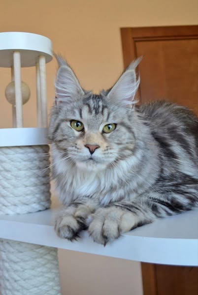 Maine Coon