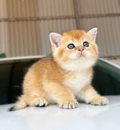 British Shorthair