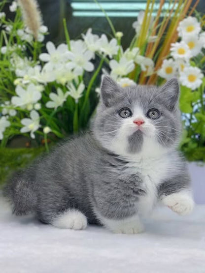 Munchkin