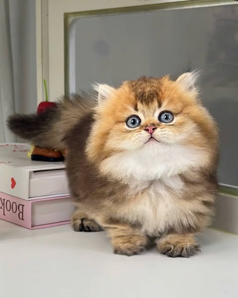 Munchkin Longhair