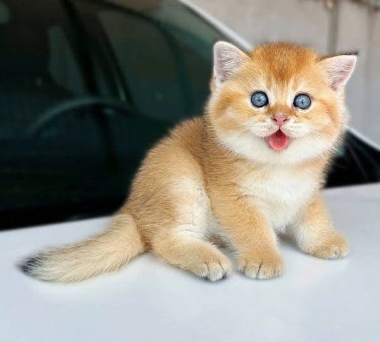 British Shorthair