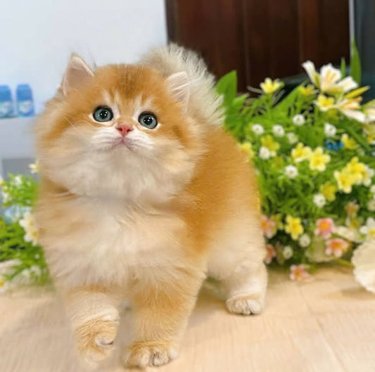 British Longhair