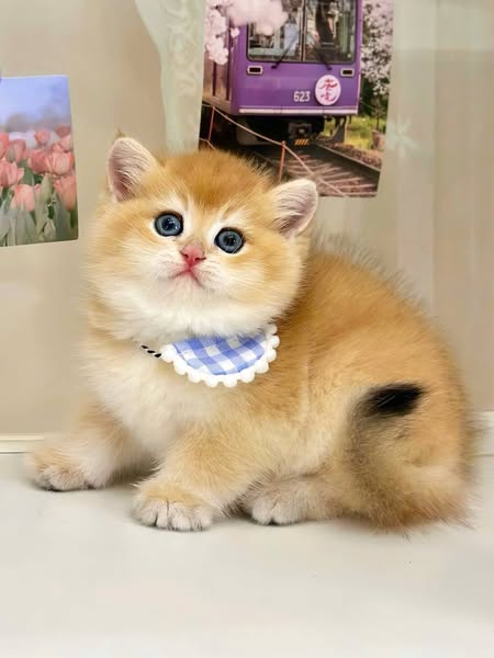 British Shorthair