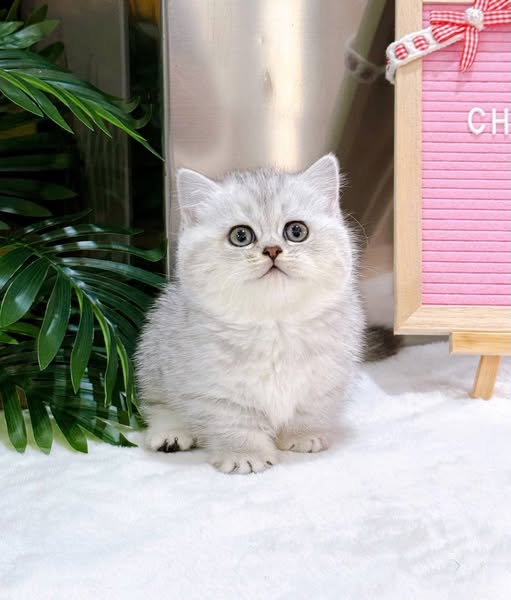 Munchkin